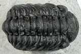 Bargain, Austerops Trilobite - Ofaten, Morocco #287565-1